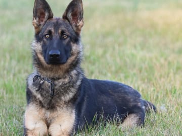 Kennel Snibor Anzi