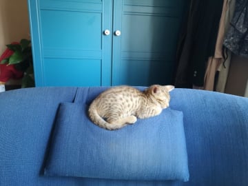 Ocicat · Nyköping · SE*Aspkatter