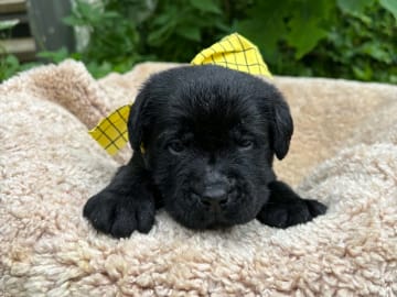 Labrador retriever · Svorkmo · Lyonette