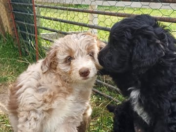 Aussiedoodle · Fredericia · Overgaards hvalpe