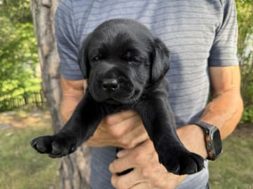 Labrador retriever · Huddinge · Apitas Hundar
