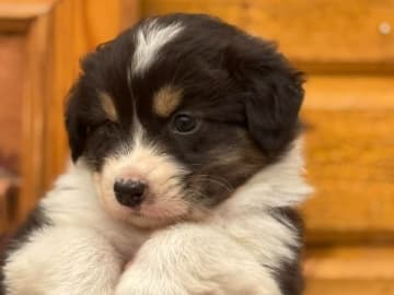 Australian shepherd · Bergkvara · Greylynns