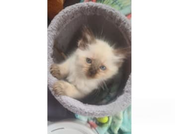 Ragdoll · Jämshög · SE*Eniliacat's