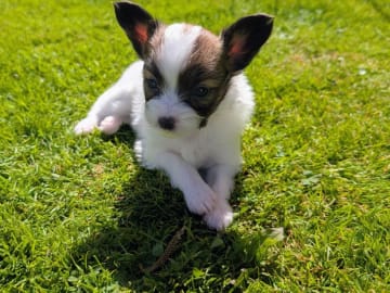 Papillon · Brastad · Bohusklippans