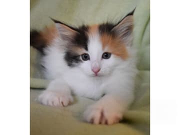 Norwegian Forest · Edsvalla · S*Pysida's