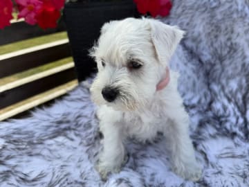 Dvärgschnauzer · Vara · Snowie Shine’s Kennel