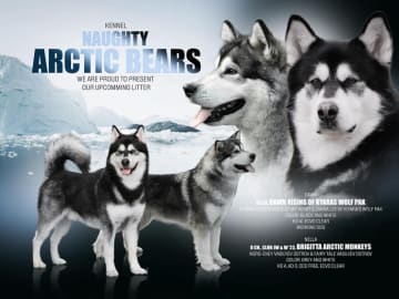 Alaskan malamute · Nykøbing F · Naughty Arctic Bears