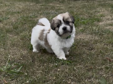 Malteser mix · Oxie · Mathias O.