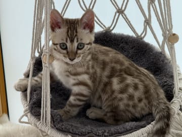 Bengal · Malmö · SE*Nancy&Lilly
