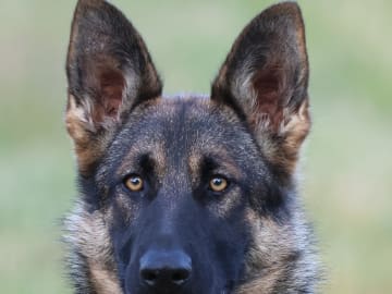 Kennel Snibor Anzi