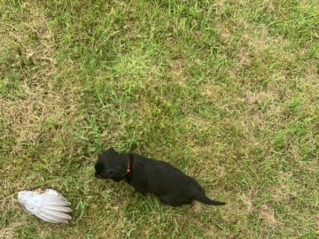 Gordonsetter · Bjoa · Storenutens