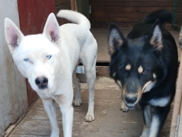 Sibirian husky- Schäfer · Sollefteå · Kenneth J.