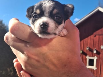 Yorkie malteser shi tzu og chih blanding · Hønefoss · Linda Regine Hauge S.