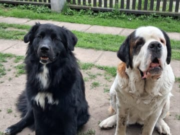 Newfoundland/Landseer/SanktBernard · Malmö · Kristina P.