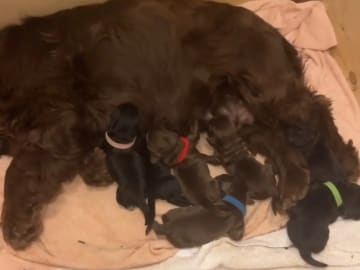 Cocker spaniel · Oslo · Villa Solberg