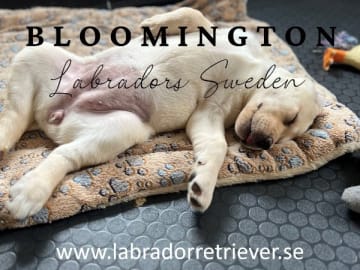 Labrador retriever · Rånäs · Bloomington