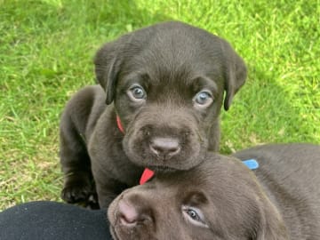 Labrador Retriever · Tørring · Katrine Regine Riis Algreen Lind, Henrik Lind