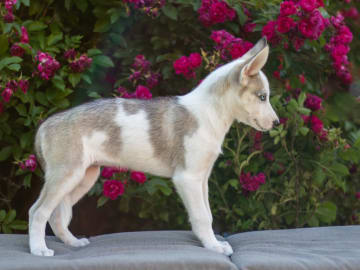 Siberian husky · Strängnäs · Darkspell's