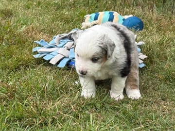Miniature American Shepherd · Vittsjö · Kewonne