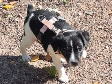 Dansk-svensk gårdshund · Karlstad · Pepparkakshusets kennel