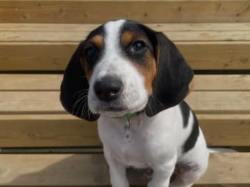 Halden Hound (Haldenstøver) · Tangen · Lykkelosberget