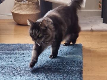 Maine Coon · Vallentuna · Ulrika D.