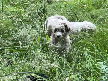 Aussiedoodle · Fredericia · Overgaards hvalpe