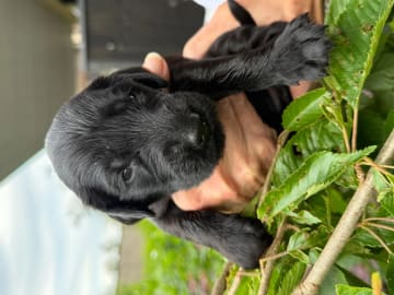 Flatcoated retriever · Gjettum · Tercinta