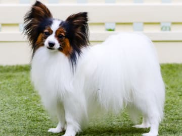 Papillon · Spånga · Sweet Desires Kennel