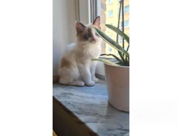 Ragdoll · Eskilstuna · Anders Söderberg