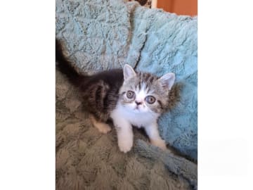 Exotic Shorthair · Kinnarp · S*Yomano's
