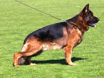 Tysk Schäferhund · Tønder · Roager's