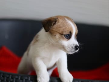 Jack russell terrier · Hindås · Raaw
