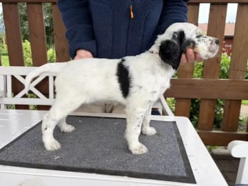 Engelsk setter · Levanger · Martin Gaard