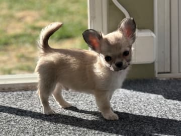Chihuahua · Surahammar · Great Gloriou's