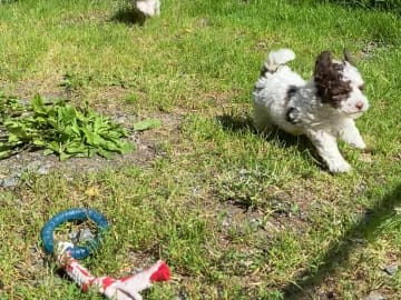 Shihpoo · Nol · Lyckliga Vovven