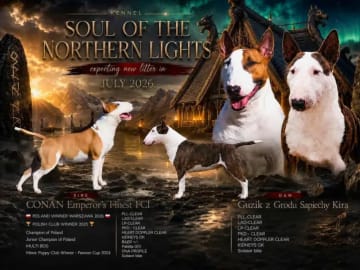 Miniature Bull Terrier · Sylling · Kinga György