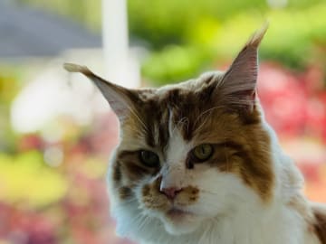 Maine Coon · Västra Frölunda · Jesper M.