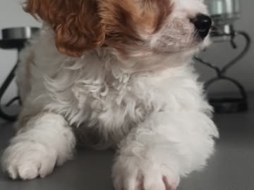 Hjortkvarns Cavapoo