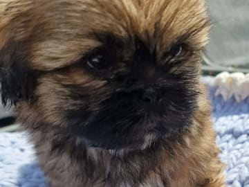 Shih tzu · Ullared · Annie O.