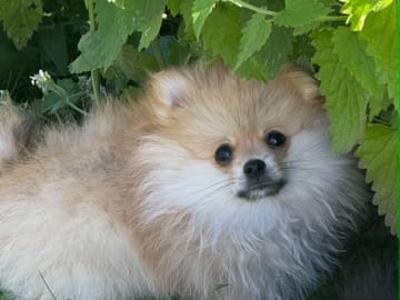 PomchiPaws