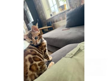 Bengal · Ekerö · SE*ExoticJungleCats