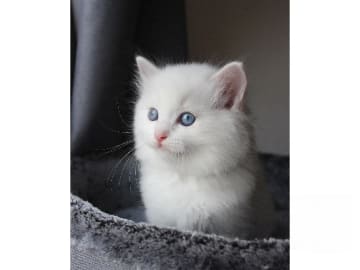 Ragdoll · Tärnsjö · SE*Rörödalens