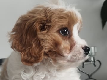 Hjortkvarns Cavapoo
