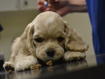 Amerikansk cocker spaniel · Simlångsdalen · Cathrine Uhrberg