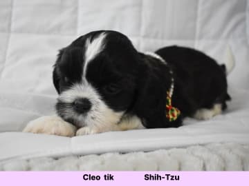 The merry shih-tzu family