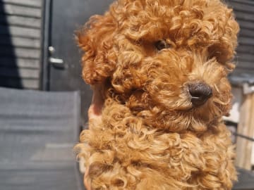Pudel, toy · Uldum · Dream Puppy