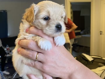 Pomchi/Bichon frisé/Yorkshire terrier · Borås · Sofie L.