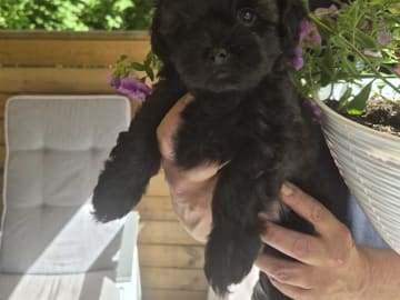 Shihpoo