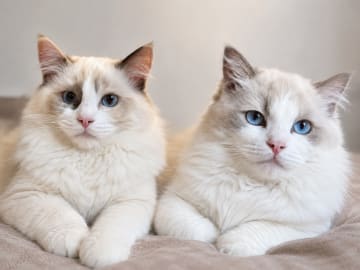 Ragdoll · Norrköping · Benjamin I.